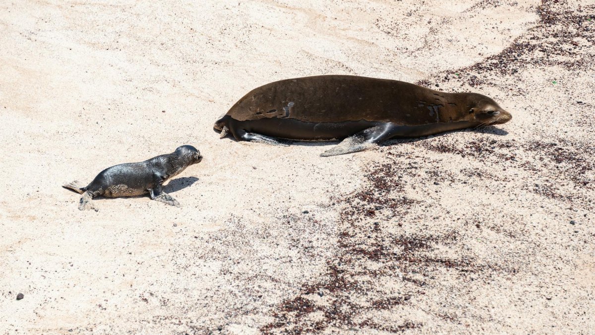 A mother seal with her cub resting on a sandy beach, enjoying a sunny day.
