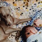 A Weimaraner and a man surrounded by confetti and balloons after a party, creating a lively and humorous moment.