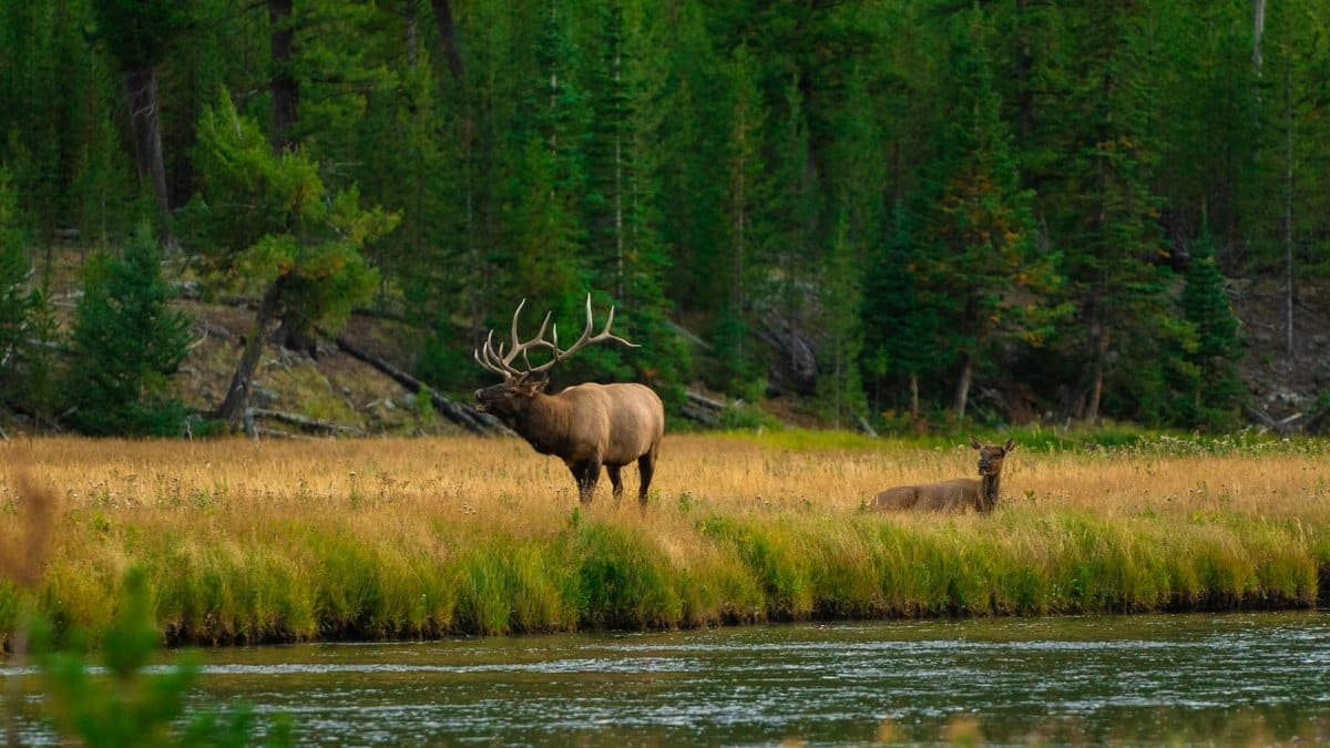 Bull elk standing proudly near a serene riverbank in Yellowstone, showcasing natural wilderness beauty.