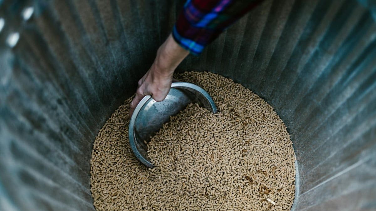 Close-up of a hand using a bowl to scoop animal feed from a metal bin.