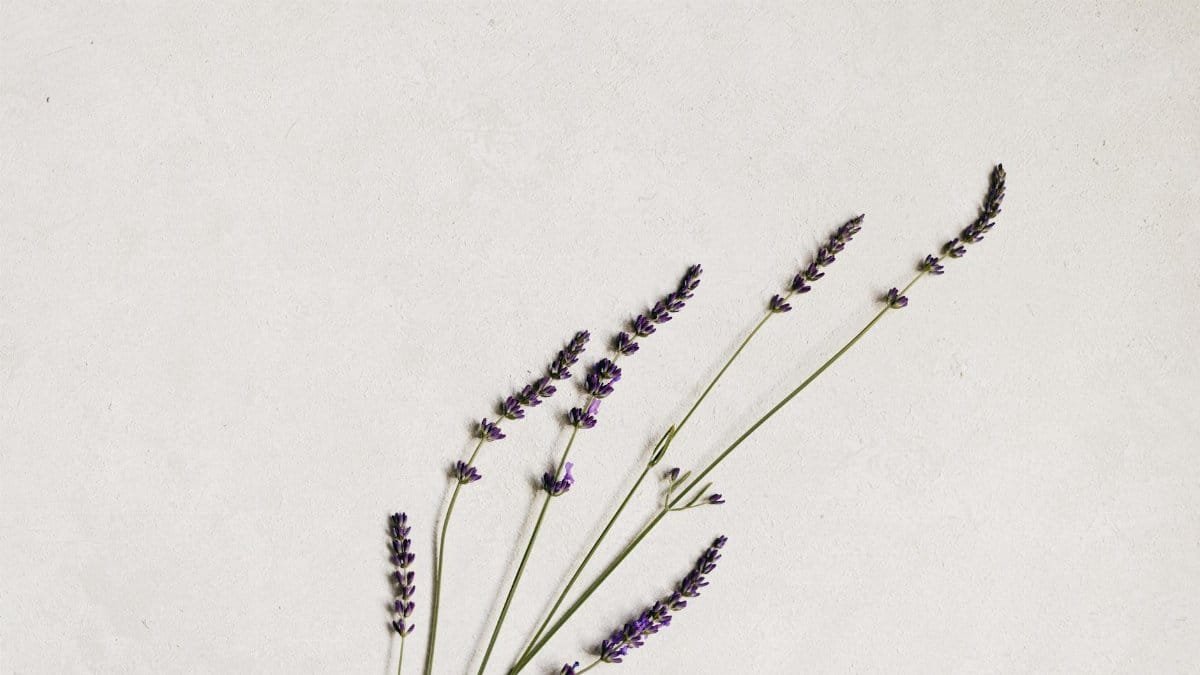 Simple arrangement of lavender flowers on a white backdrop, perfect for minimalist designs.