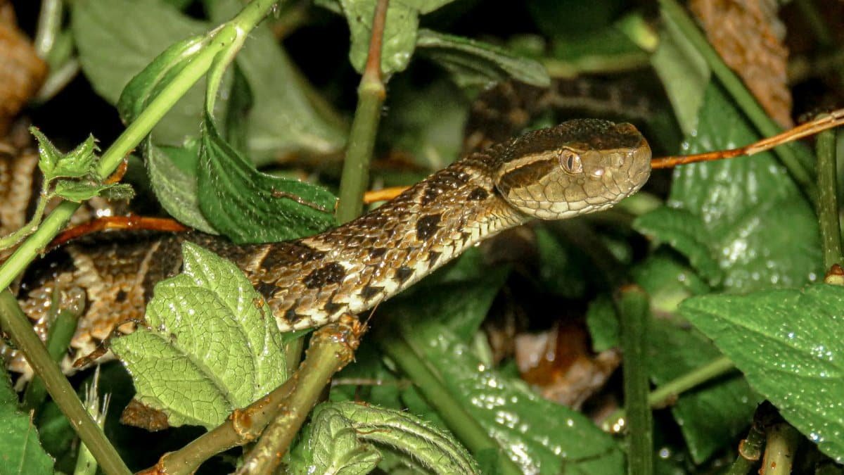Detailed image capturing the Jararaca snake among lush green foliage in Brazil's natural habitat.