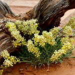 Yellow wildflowers bloom among driftwood in the Utah desert's sandy terrain.