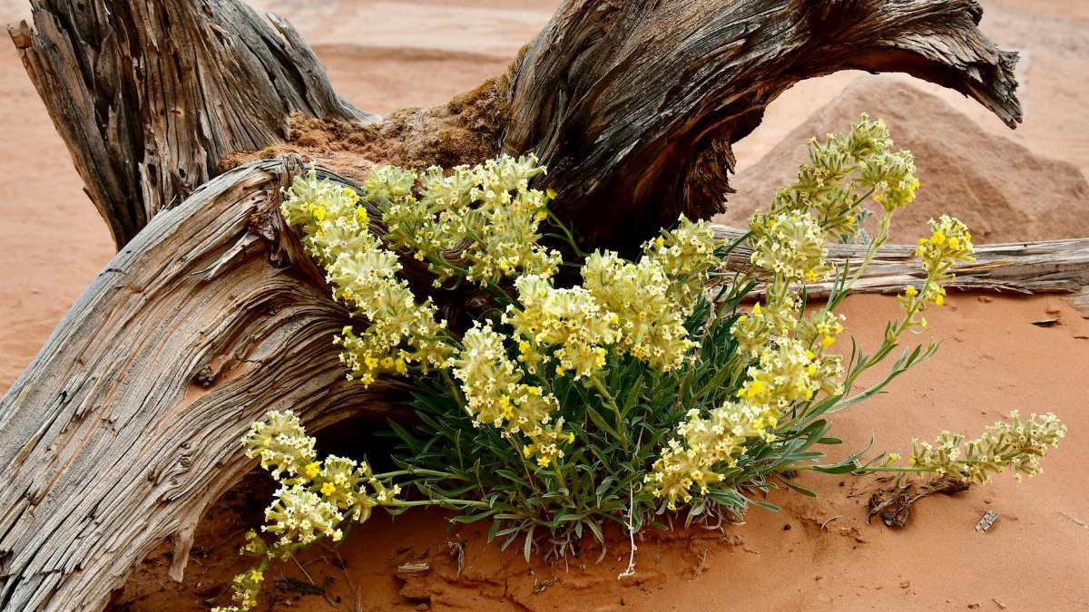 Yellow wildflowers bloom among driftwood in the Utah desert's sandy terrain.