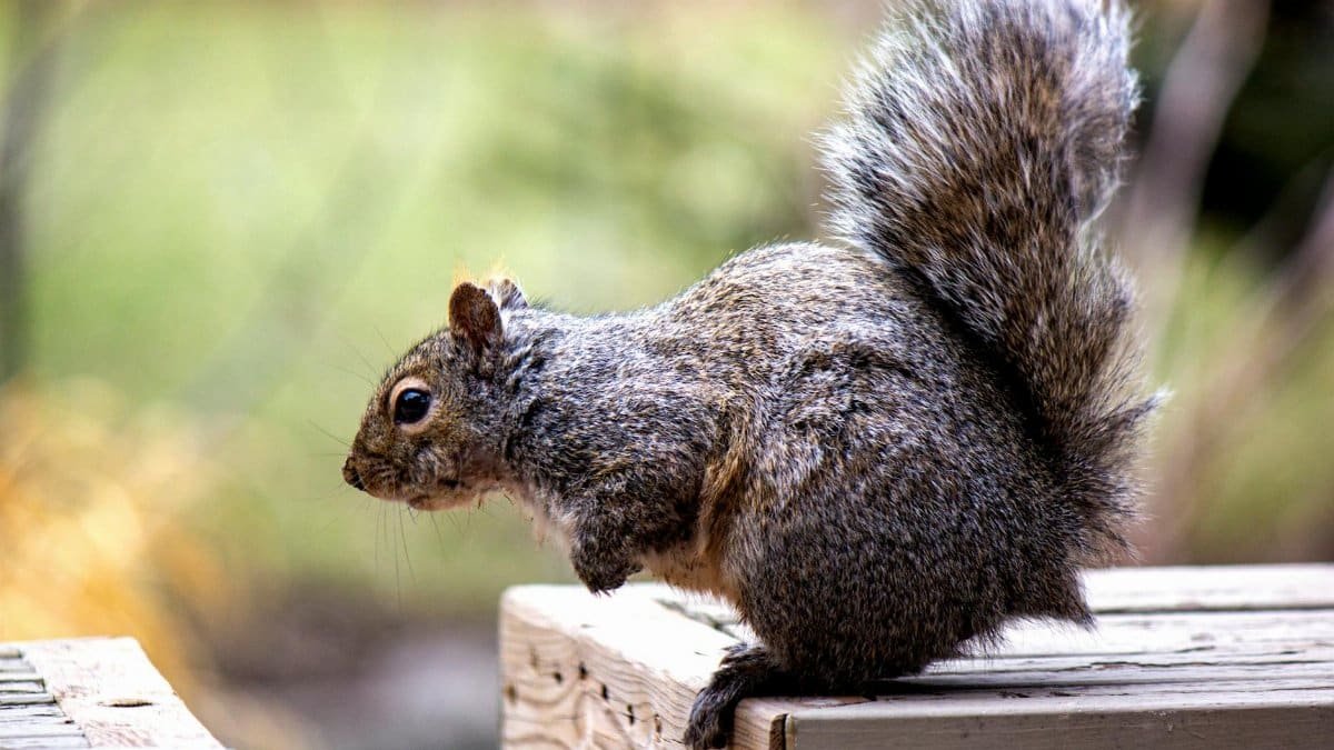 A vibrant image of a squirrel perched on a wooden platform, ready to leap.