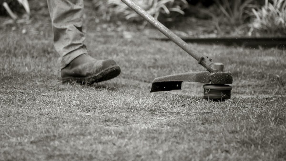 A worker uses a string trimmer to maintain a lawn, focusing on the grass edges outdoors.
