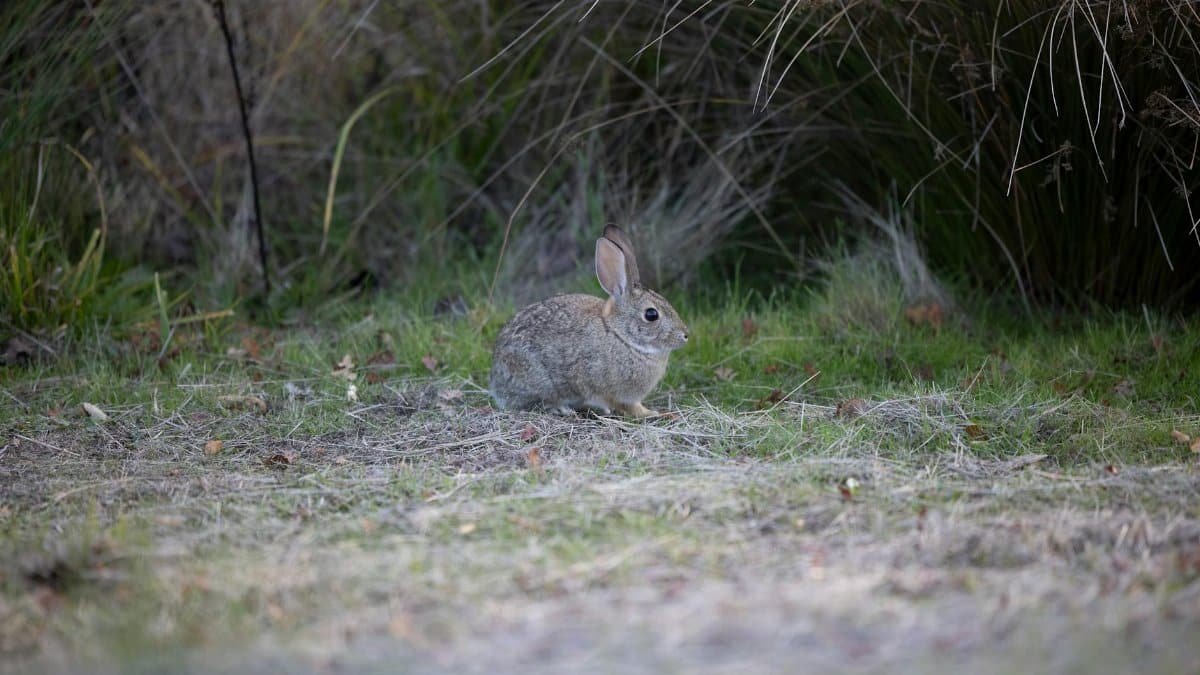 Close-up of a wild rabbit in the grasslands of Rancho Cordova, California.