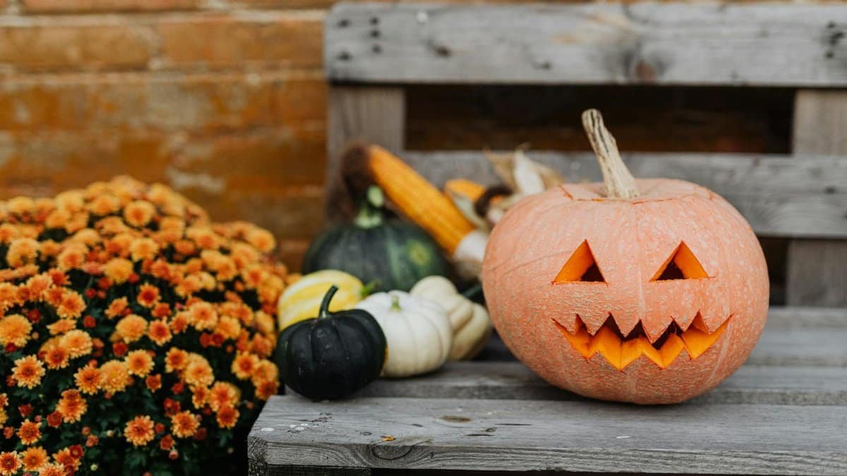 A carved pumpkin and autumn decorations on a rustic wooden bench capturing the fall Halloween spirit.