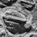 Close-up view of ancient trilobite fossils in black and white texture.