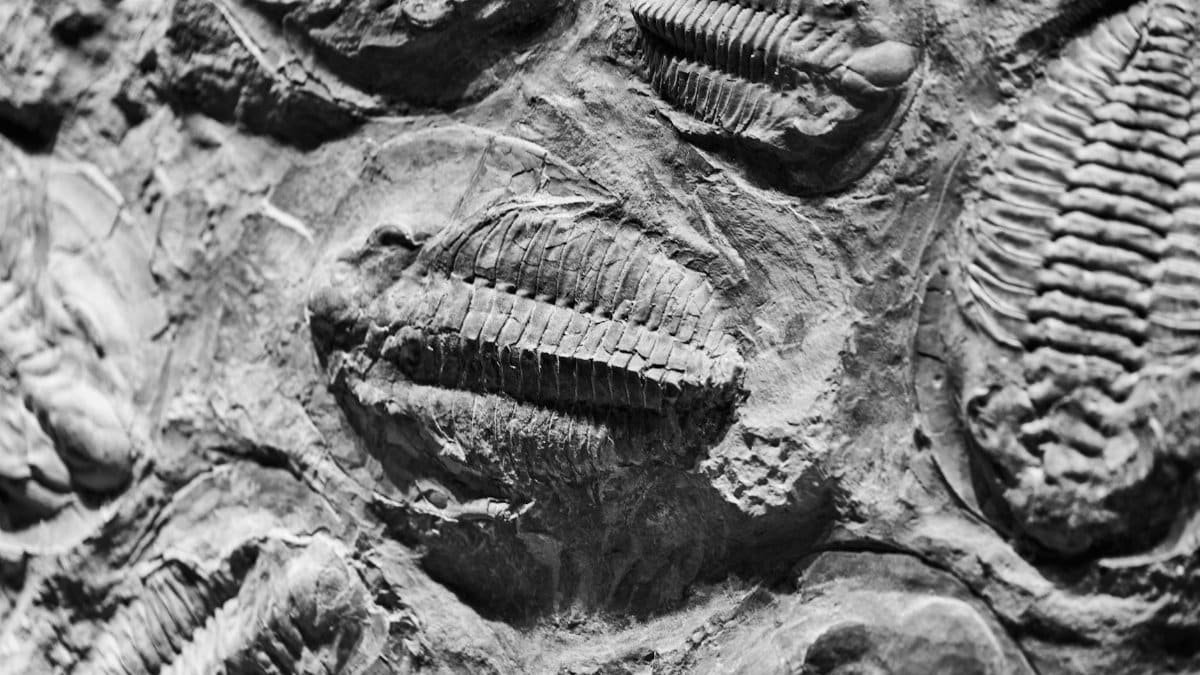 Close-up view of ancient trilobite fossils in black and white texture.