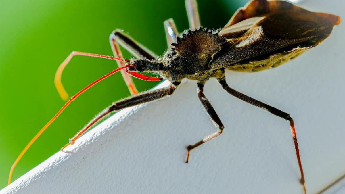 Detailed image of a wheel bug (Arilus cristatus) on a leaf in South Carolina.