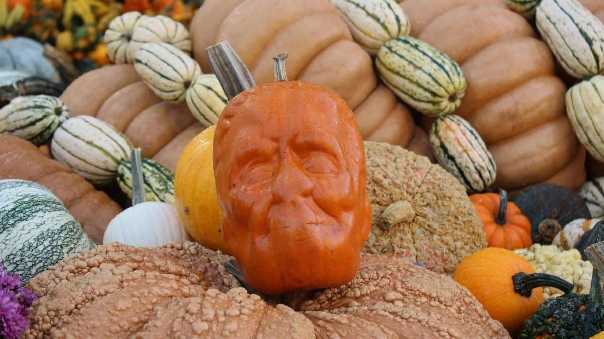 Vibrant pumpkins displayed at Circleville Pumpkin Show, Ohio during fall.