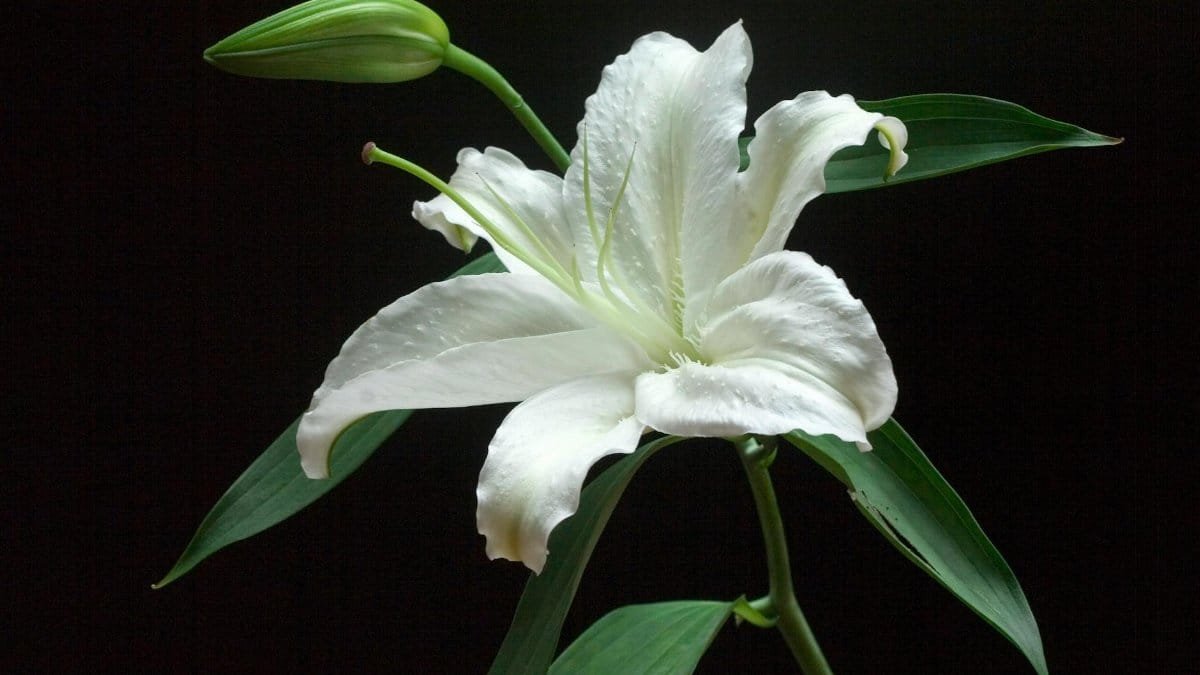 Close-up of a white lily with green leaves on a dark background, showcasing its delicate elegance.