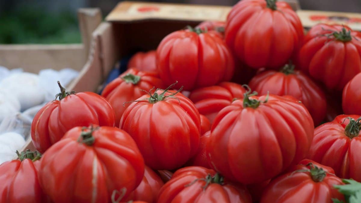 A close-up of vibrant red heirloom tomatoes on display at a market stand.