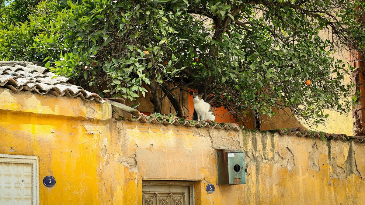 A cat sits on a yellow, aged wall with a tree in the background in an outdoor setting.