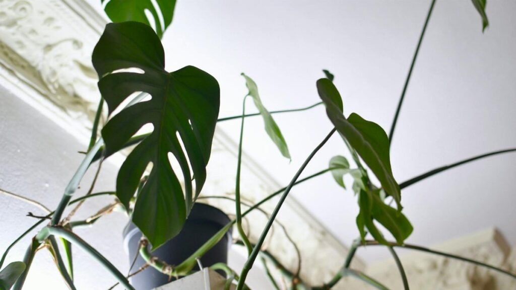 Low angle view of a Monstera plant with lush foliage indoors, showing vibrant tropical leaves.