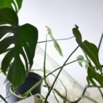 Low angle view of a Monstera plant with lush foliage indoors, showing vibrant tropical leaves.