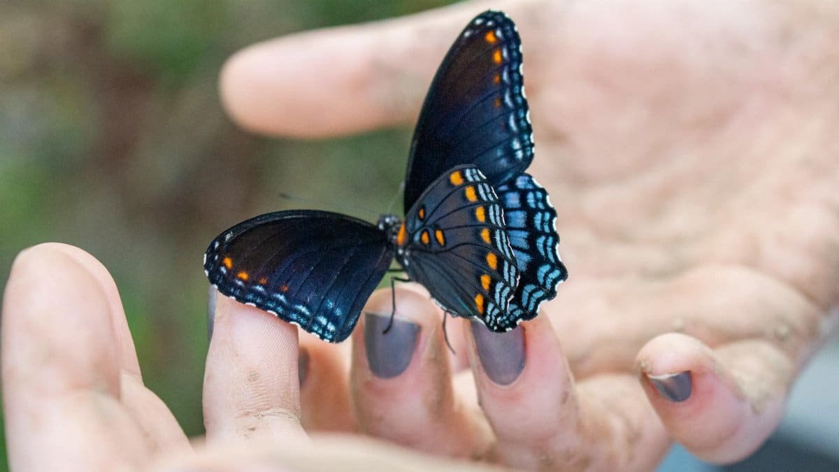 A Red-spotted Purple butterfly rests gently on hands, offering a serene nature moment.