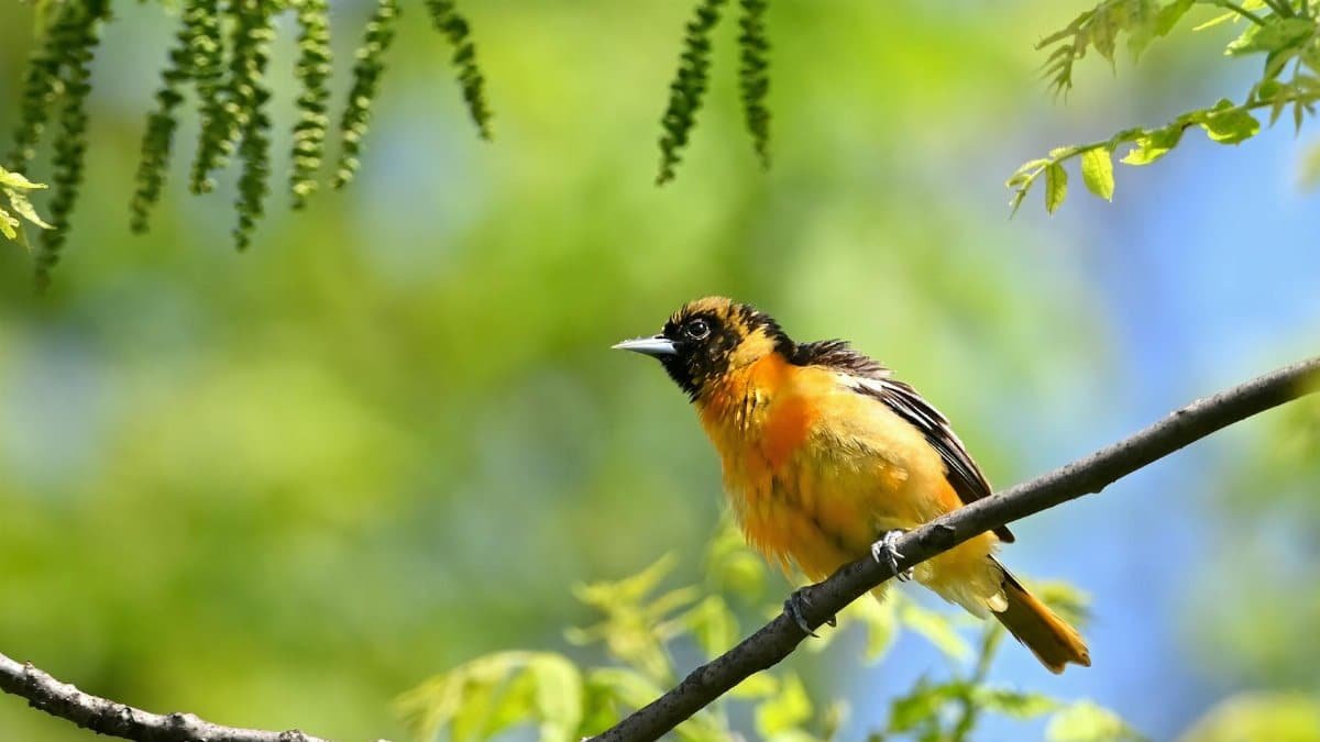 A vivid Baltimore oriole perched on a branch amidst lush green foliage in St. Charles, Illinois.