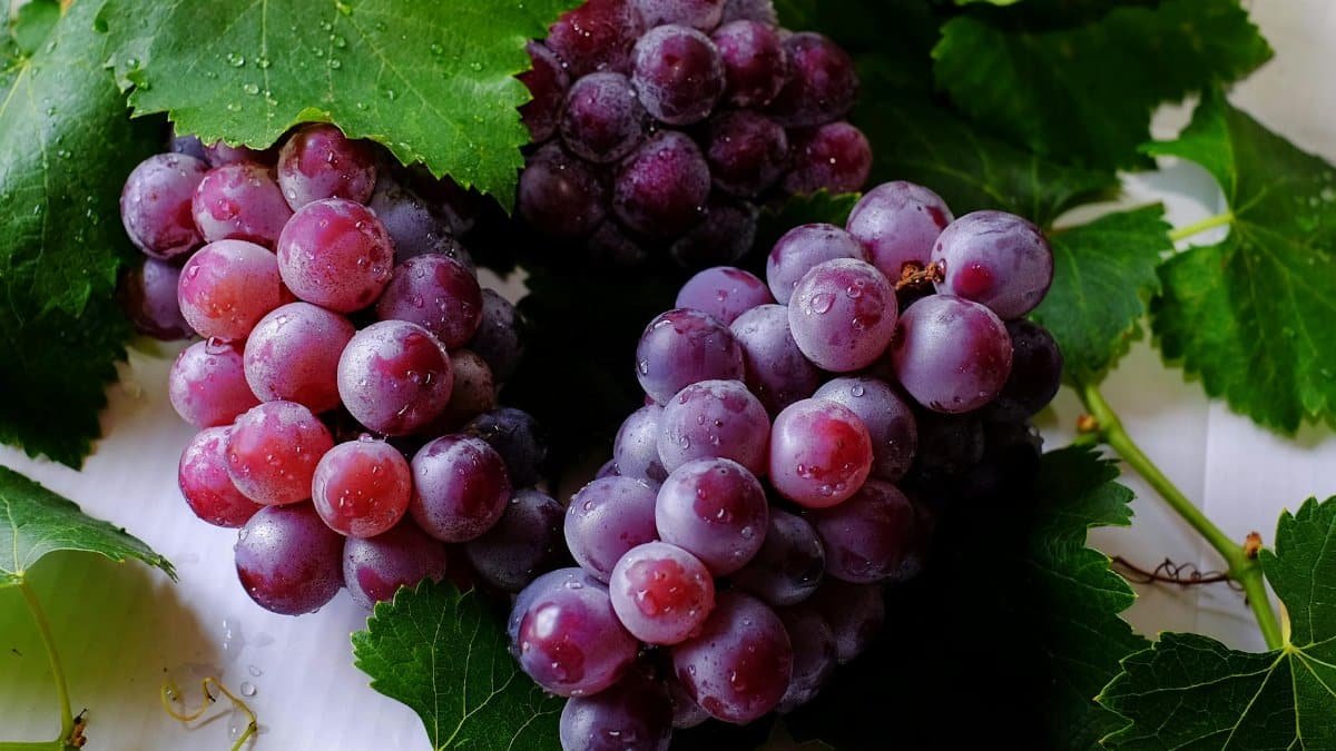 Close-up of fresh purple grapes with water droplets on green grape leaves, showcasing their delicious and juicy appeal.
