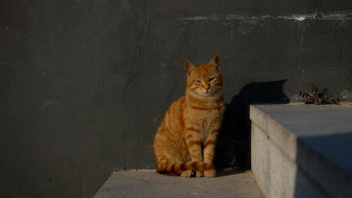 A ginger tabby cat sitting on steps in İstanbul, Türkiye, enjoying the sun.