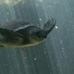 A beautiful turtle gracefully swimming underwater, showcasing the natural elegance of marine life.