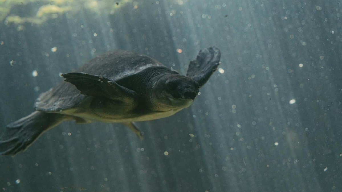 A beautiful turtle gracefully swimming underwater, showcasing the natural elegance of marine life.