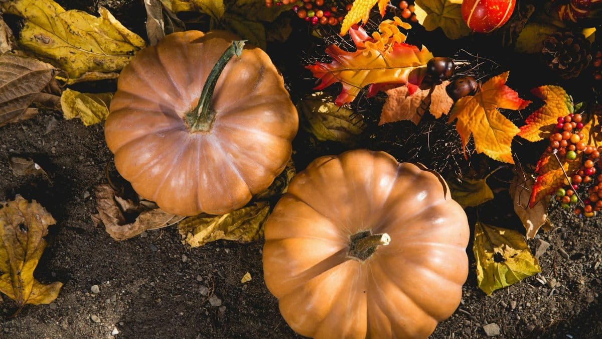 Top-down view of pumpkins surrounded by fall leaves and vibrant berries, capturing the essence of autumn.