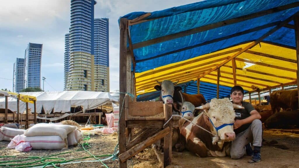 A young farmer with cows under a tent near skyscrapers, blending agriculture with urban life.