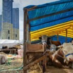 A young farmer with cows under a tent near skyscrapers, blending agriculture with urban life.