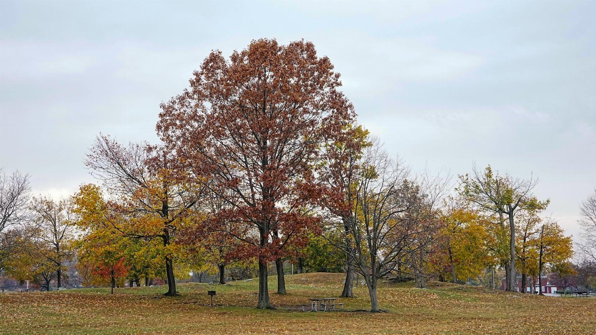 Serene autumn scene at Cove Island Park with colorful fall foliage in Stamford, Connecticut.