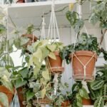 Beautiful array of hanging indoor plants in a sunlit room featuring lush green foliage.