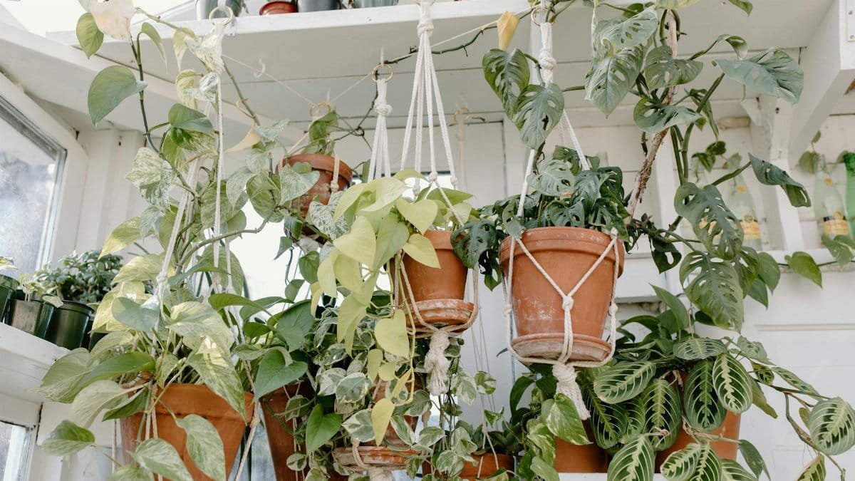 Beautiful array of hanging indoor plants in a sunlit room featuring lush green foliage.