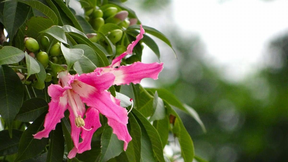 Vibrant pink silk floss tree (Ceiba speciosa) flower with green foliage.