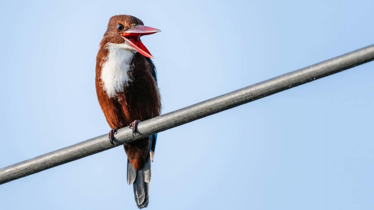 A white-throated kingfisher calls out while perched on a wire under a clear blue sky.