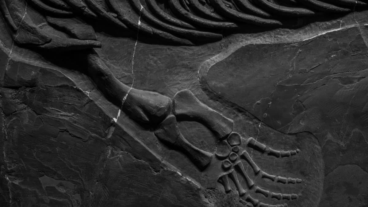 Detailed close-up of fossilized dinosaur bones preserved in rock formation.