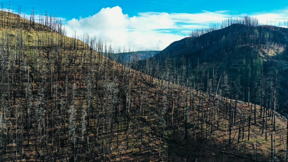 Aerial view of a burnt forest landscape in Ripplebrook, Oregon, showcasing tree recovery after fire.