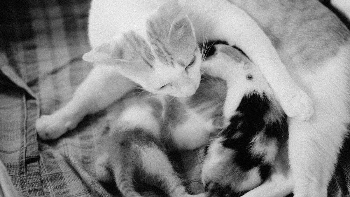 Tender moment of a mother cat nursing her kittens in black and white.