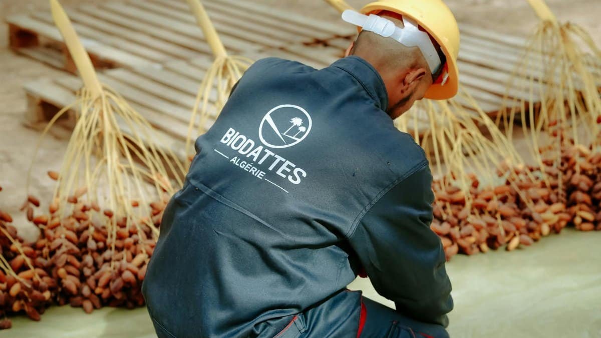 Man sorting dates in Biskra, Algeria, wearing workwear and safety gear in an agricultural setting.