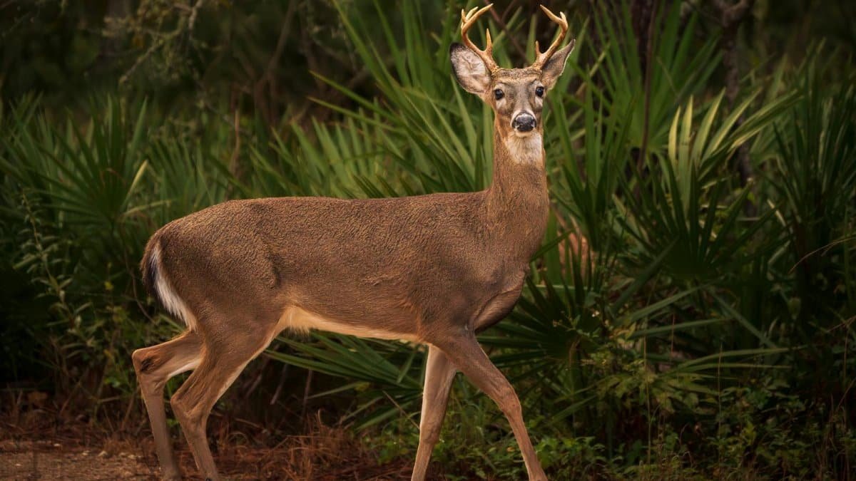 A white-tailed deer standing in a vibrant forest, showcasing its natural habitat.