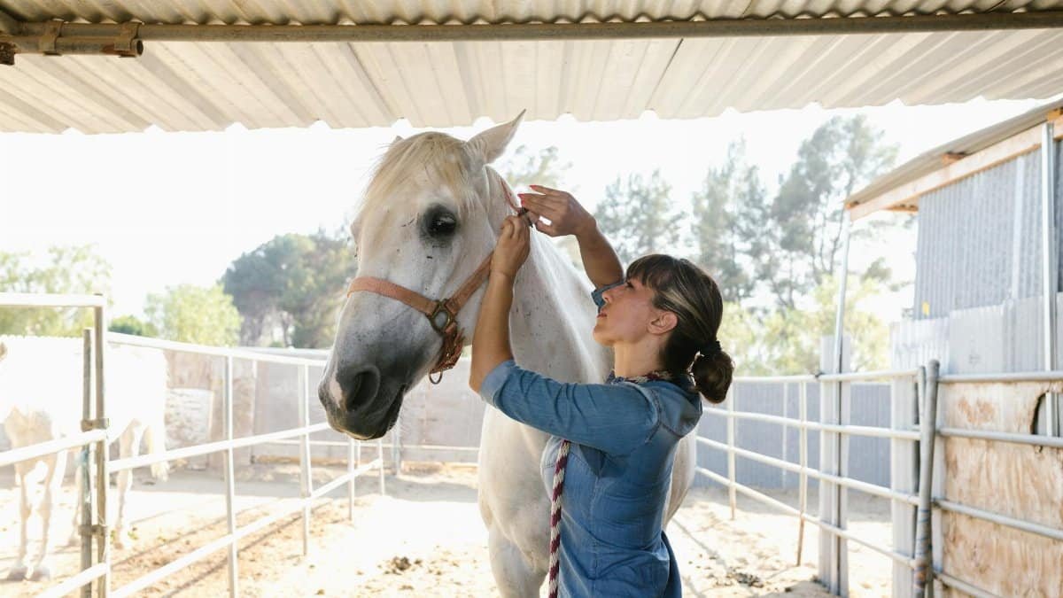 A woman grooms a white horse in a well-lit stable on a sunny day.