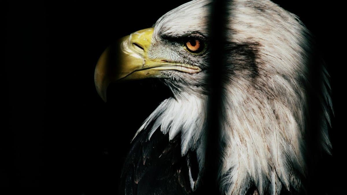 Close-up side view of a bald eagle with a striking black background. Perfect for wildlife themes.