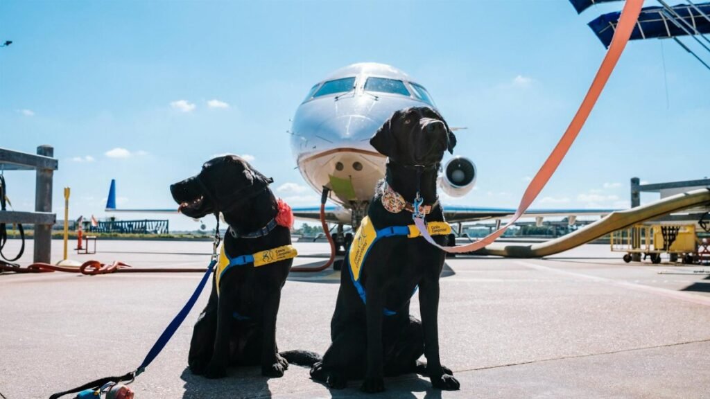 Two black Labrador Retrievers wearing service vests at an airport in front of an airplane.
