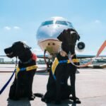 Two black Labrador Retrievers wearing service vests at an airport in front of an airplane.