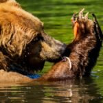 Brown bear hunts salmon in a wild Alaskan river, showcasing nature's raw power.