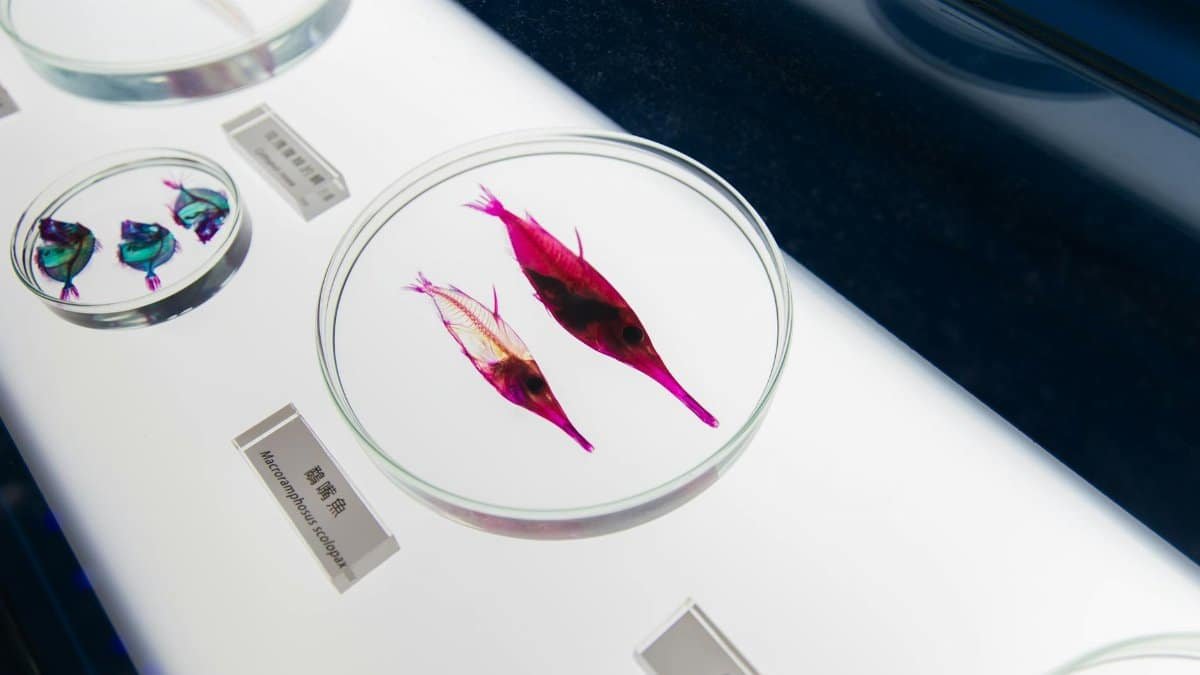 Close-up of snipefish specimens preserved in glass containers, labeled with scientific names for educational display.