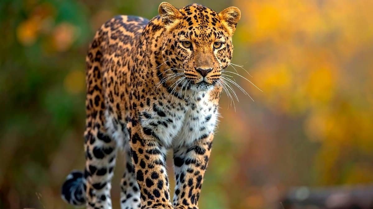Majestic Amur leopard walks gracefully on a rock in vibrant autumn hues.