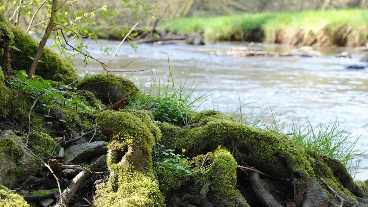 Moss-covered roots by a serene river, vibrant green foliage in a tranquil outdoor setting.