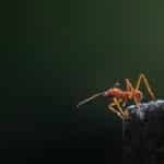Dramatic macro shot of an ant poised on an edge, highlighting its delicate structure against a dark background.
