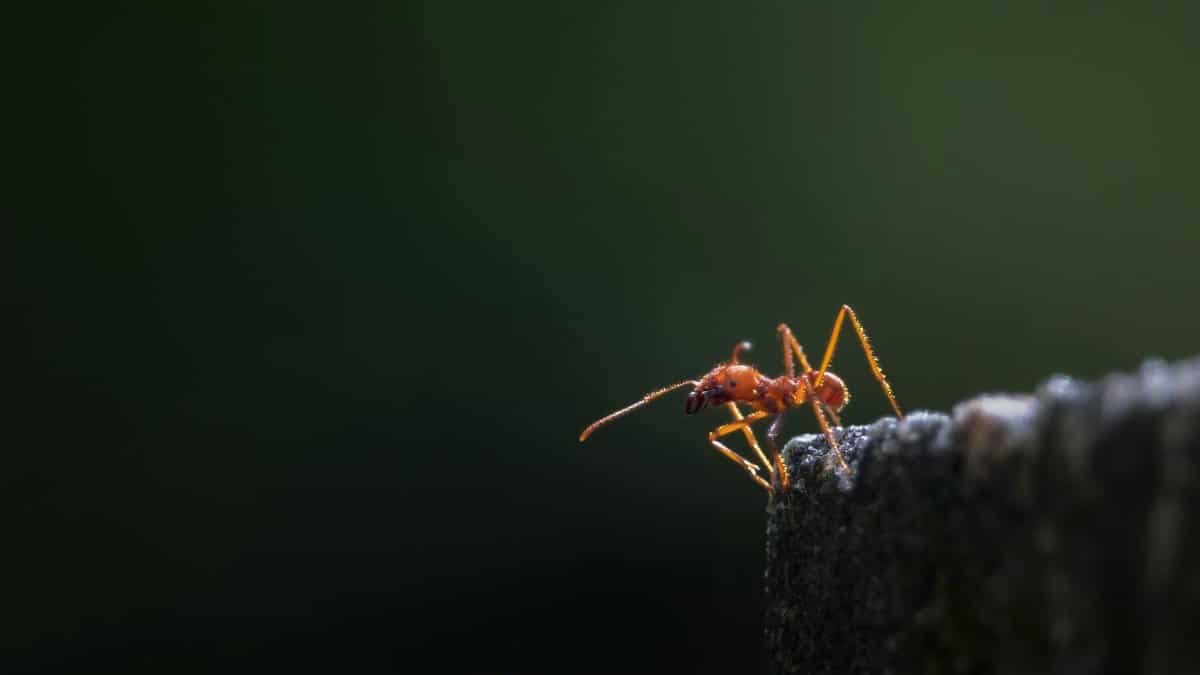 Dramatic macro shot of an ant poised on an edge, highlighting its delicate structure against a dark background.